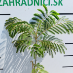 Albízia ružová (Albizia Julibrissin) ´OMBRELLA BOUBRI´® - výška 30-50 cm, kont. C2L